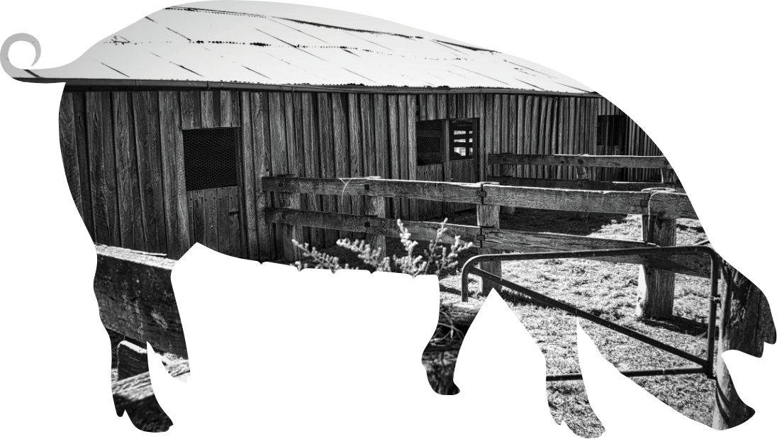 Granjas Duroc - Cerdo Duroc