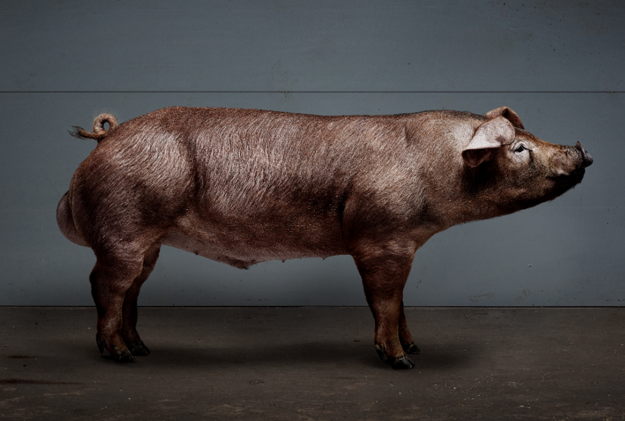 Raza Duroc - cerdo Duroc Chico Duroc
