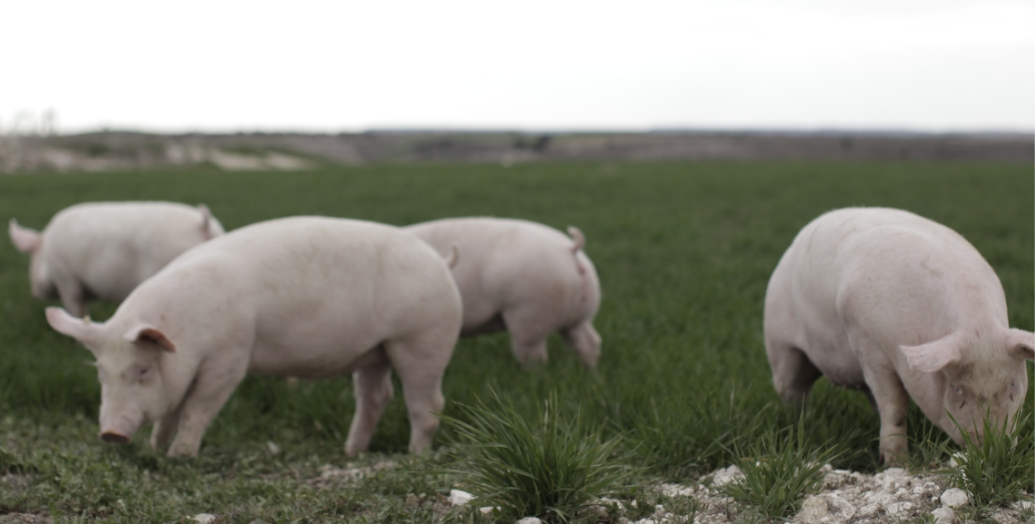 Duroc