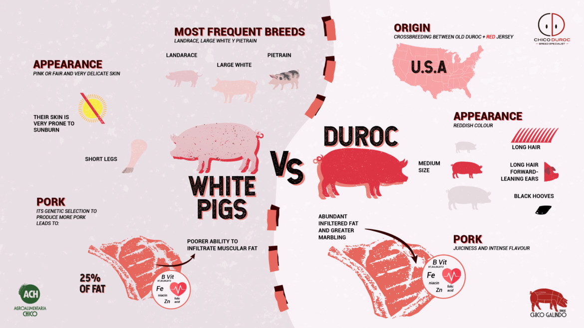 defferences between duroc and white pig