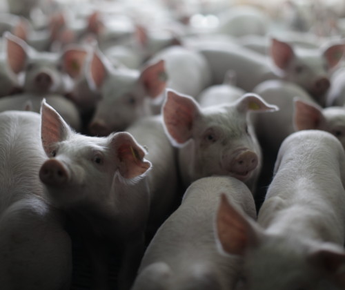 Refuting the fake news regarding pig farming