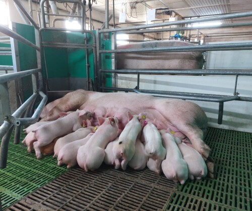 El poder de la raza Duroc en la industria porcina